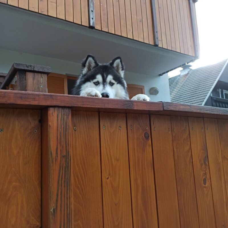 Apartment Jernej Bohinj Dog Friendly